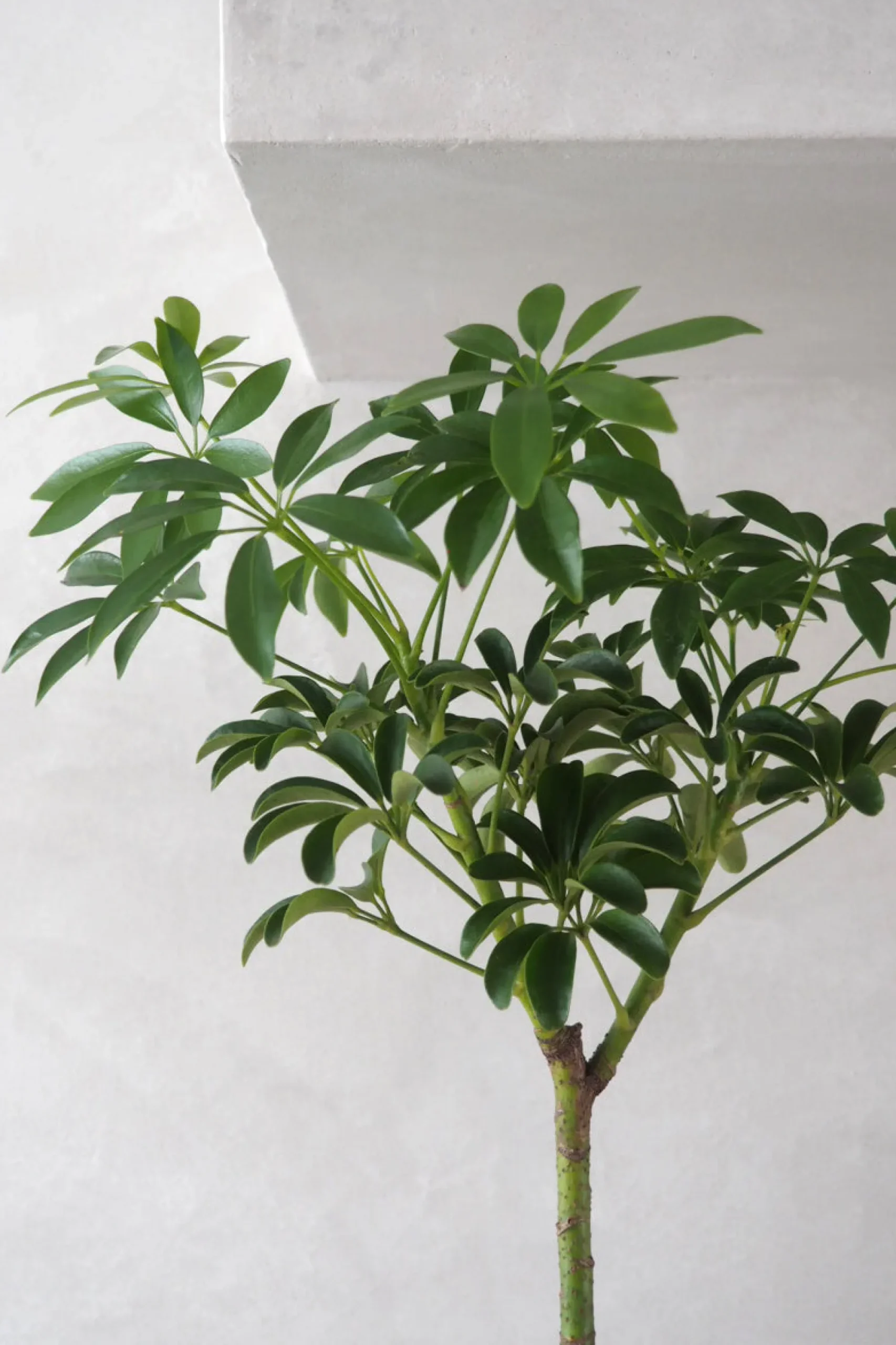 PLANT Opstammet Schefflera Best