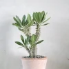 PLANT Pachypodium Horombense Online