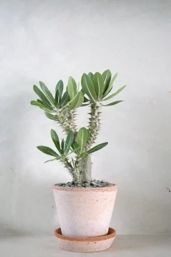 PLANT Pachypodium Horombense Online