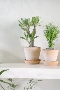 PLANT Pachypodium Horombense Online
