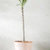 PLANT Pachypodium rutenbergianum New