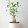 PLANT Pachypodium succulentum, stor Discount