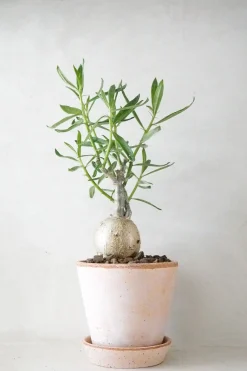 PLANT Pachypodium succulentum, stor Discount