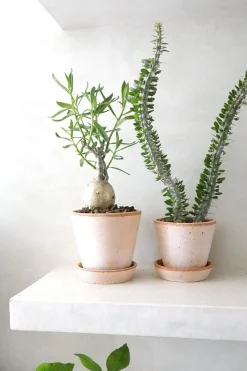 PLANT Pachypodium succulentum, stor Discount