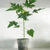 PLANT Papaya
