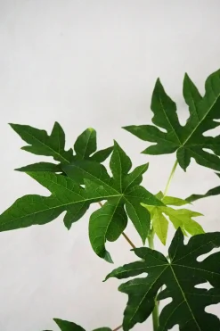 PLANT Papaya