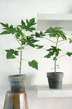 PLANT Papaya