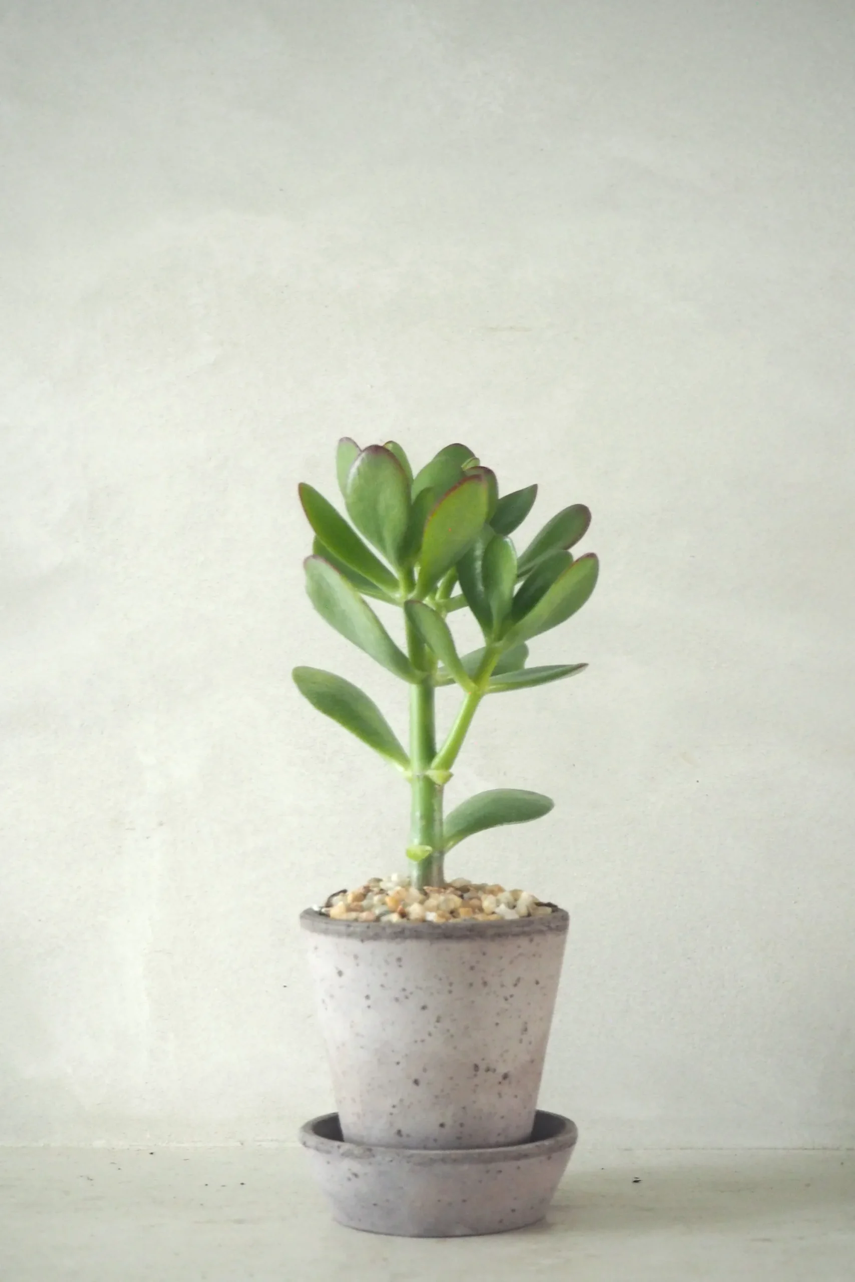 PLANT Paradistræ Sale