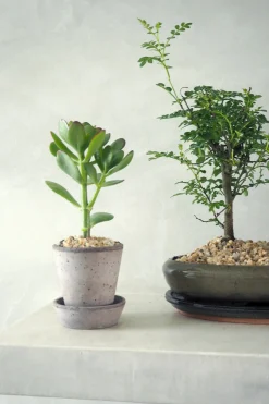 PLANT Paradistræ Sale