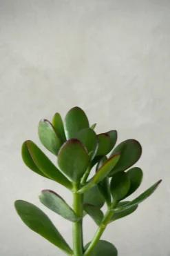 PLANT Paradistræ Sale