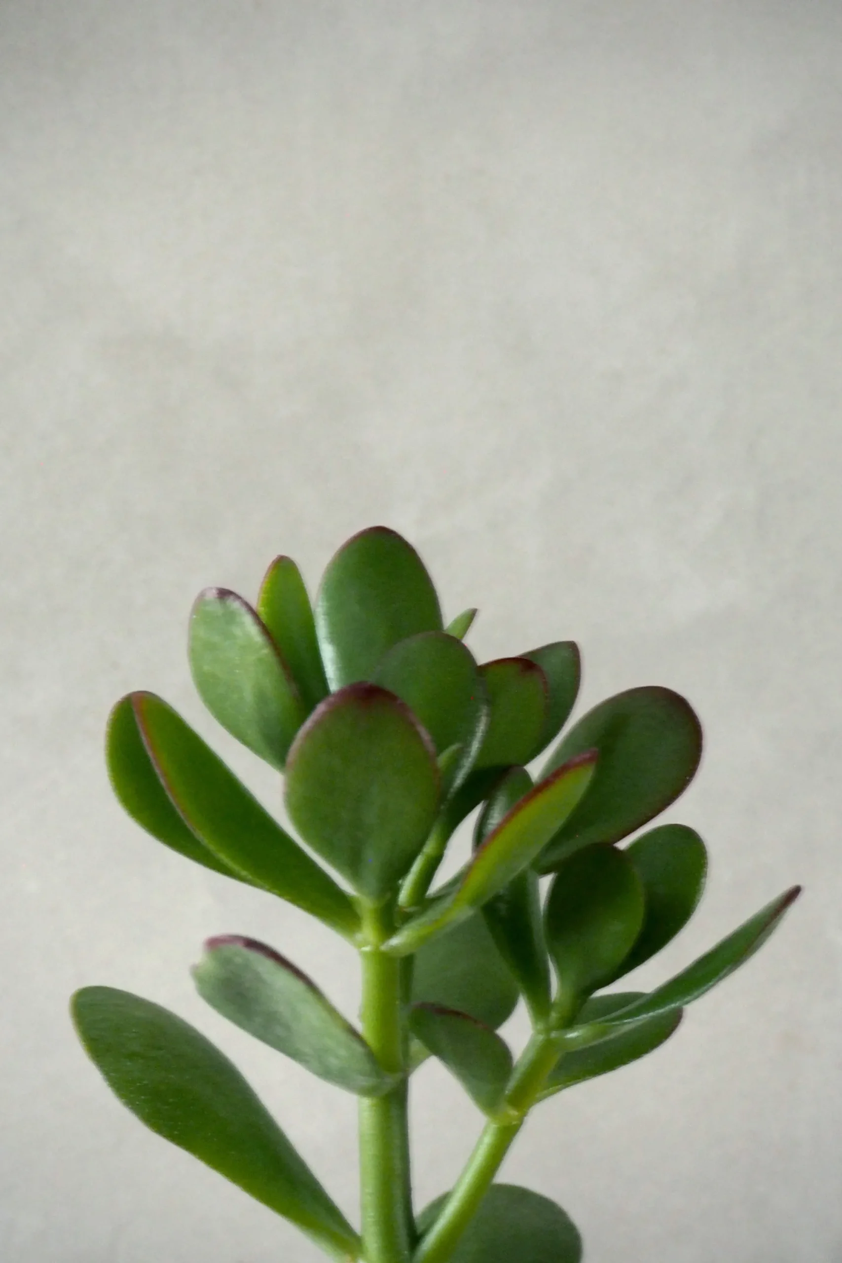 PLANT Paradistræ Sale