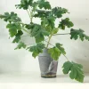 PLANT Pelargonium Chocolate Discount