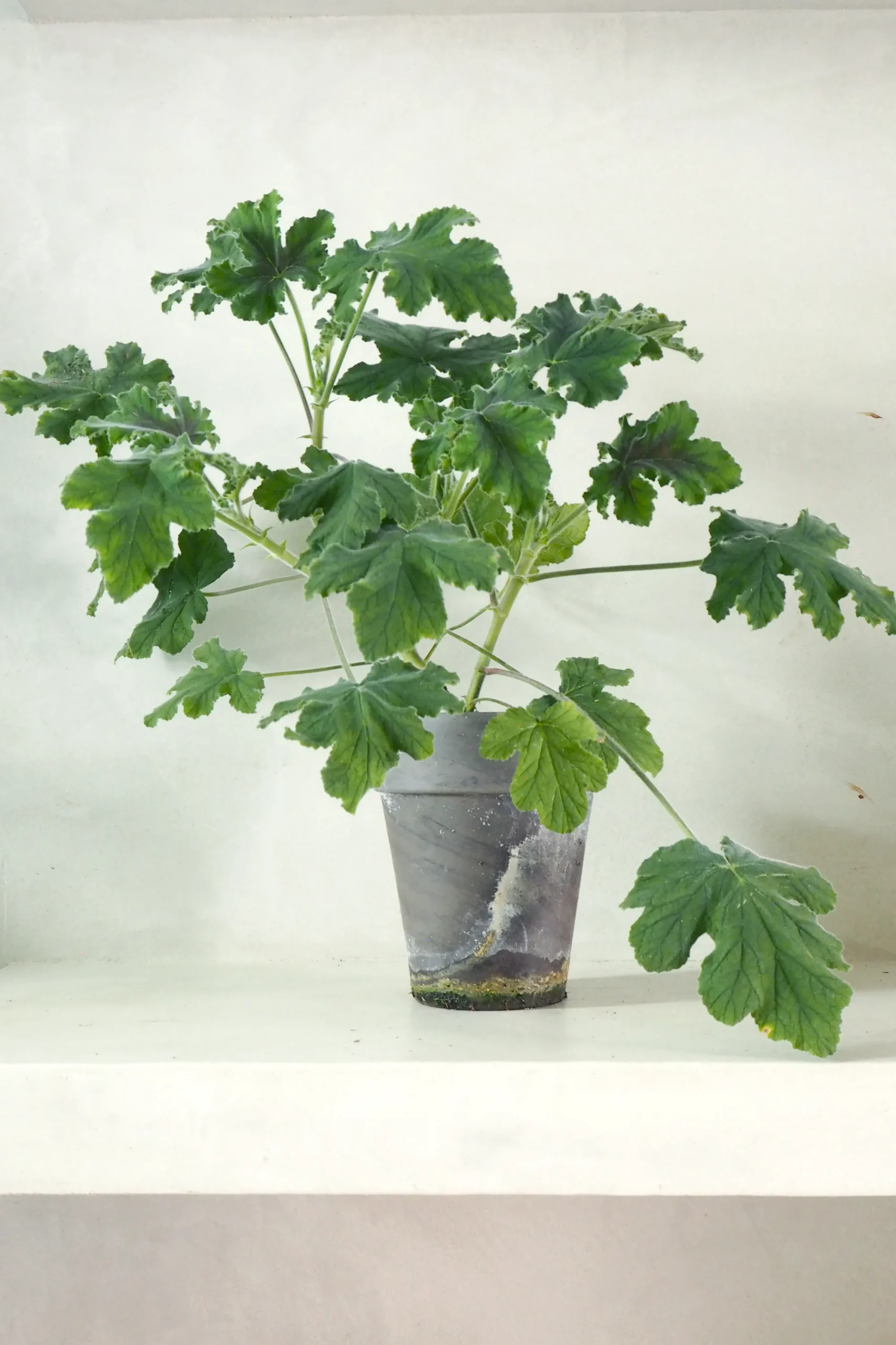 PLANT Pelargonium Chocolate Discount