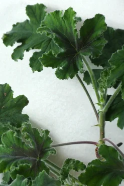 PLANT Pelargonium Chocolate Discount