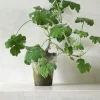 PLANT Pelargonium Tomantose Hot