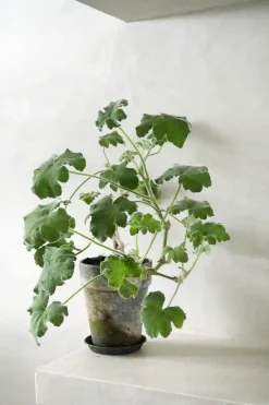 PLANT Pelargonium Tomantose Hot