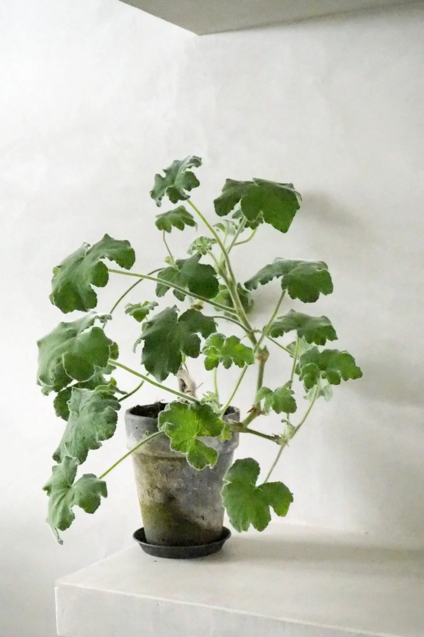 PLANT Pelargonium Tomantose Hot