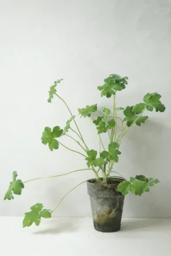 PLANT Pelargonium Tomantose Hot