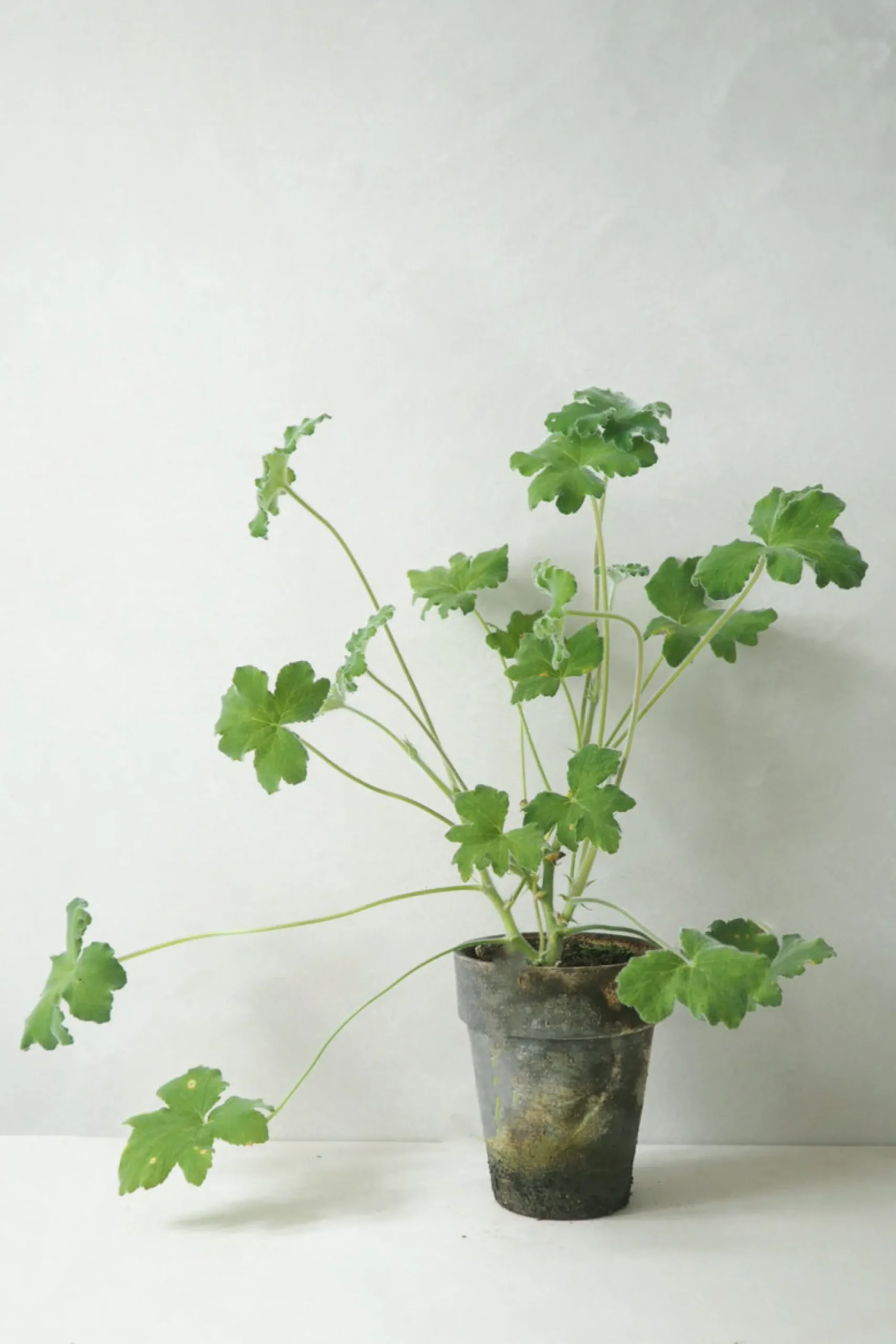 PLANT Pelargonium Tomantose Hot