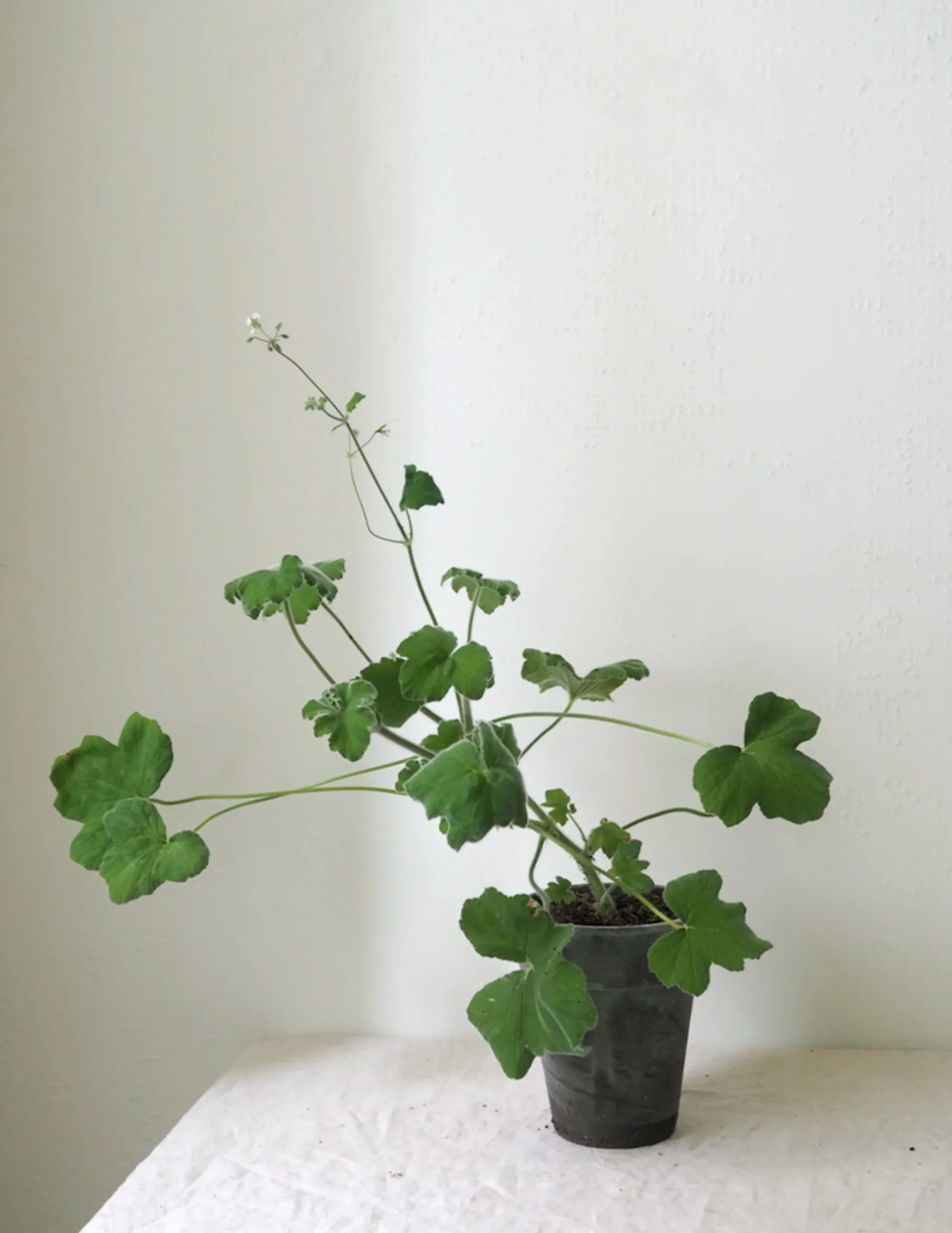 PLANT Pelargonium Tomantose Hot