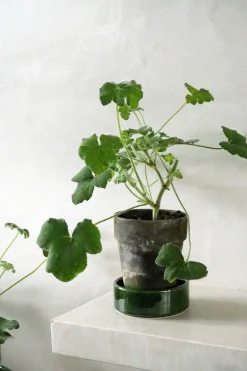 PLANT Pelargonium Tomantose Hot
