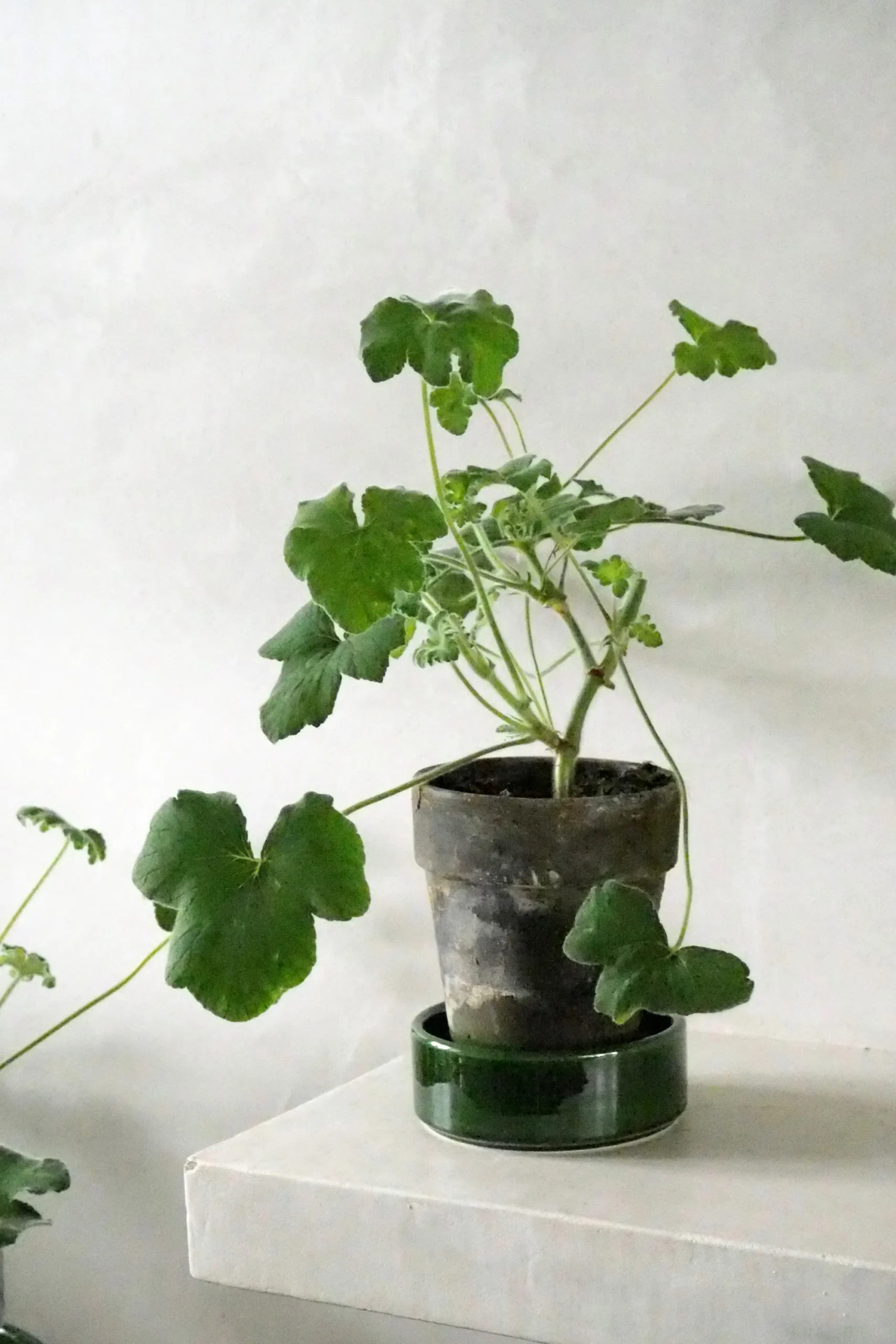 PLANT Pelargonium Tomantose Hot
