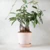 PLANT Petopentia natalensis Outlet