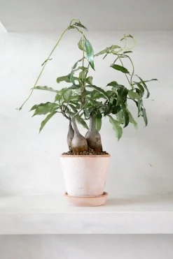 PLANT Petopentia natalensis Outlet