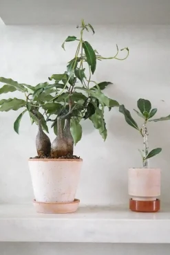 PLANT Petopentia natalensis Outlet