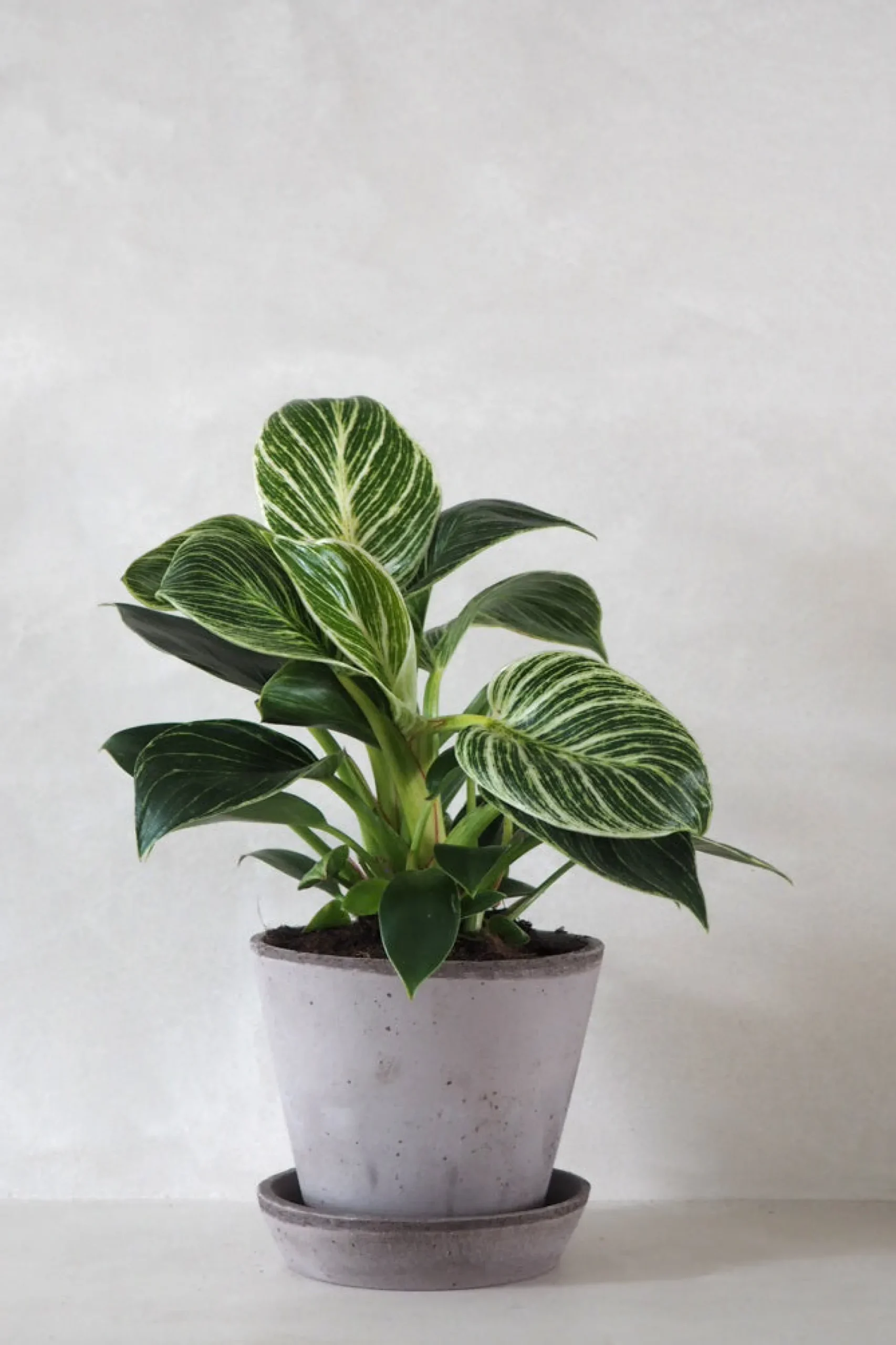 PLANT Philodendron Birkin Discount