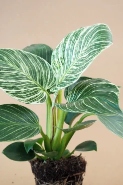 PLANT Philodendron Birkin Discount