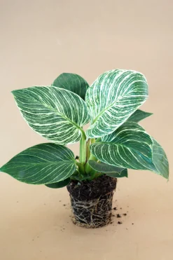 PLANT Philodendron Birkin Discount