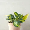 PLANT Philodendron Brazil
