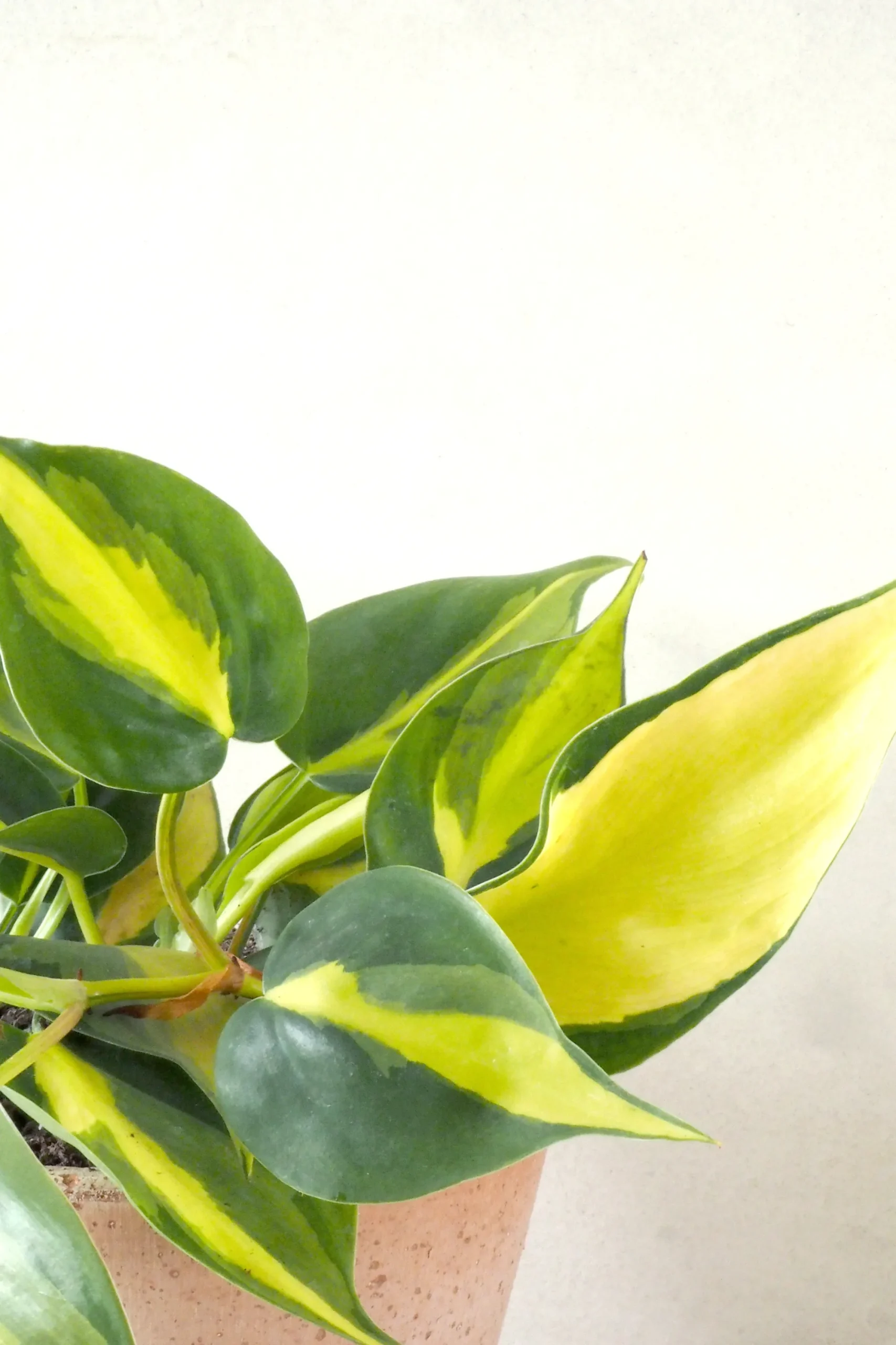 PLANT Philodendron Brazil