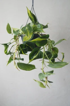 PLANT Philodendron Brazil, stor Hot