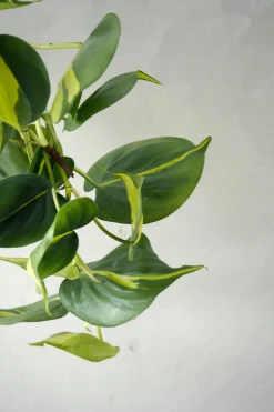 PLANT Philodendron Brazil, stor Hot