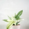 PLANT Philodendron Florida Ghost New