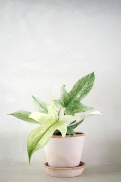PLANT Philodendron Florida Ghost New