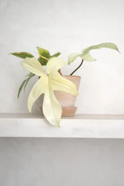 PLANT Philodendron Florida Ghost New