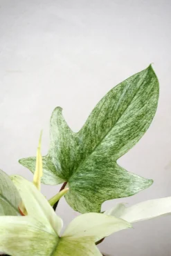 PLANT Philodendron Florida Ghost New