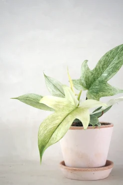 PLANT Philodendron Florida Ghost New
