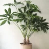 PLANT Philodendron Fun Bun Clearance
