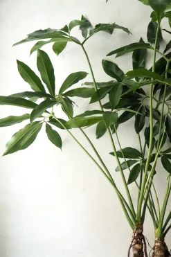 PLANT Philodendron Fun Bun Clearance