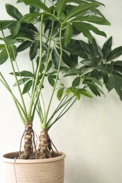 PLANT Philodendron Fun Bun Clearance