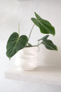PLANT Philodendron Gloriosum Online
