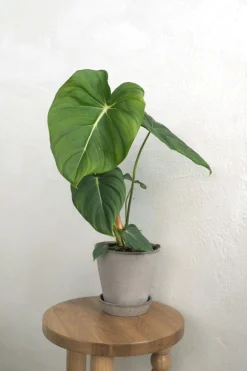 PLANT Philodendron Gloriosum Online