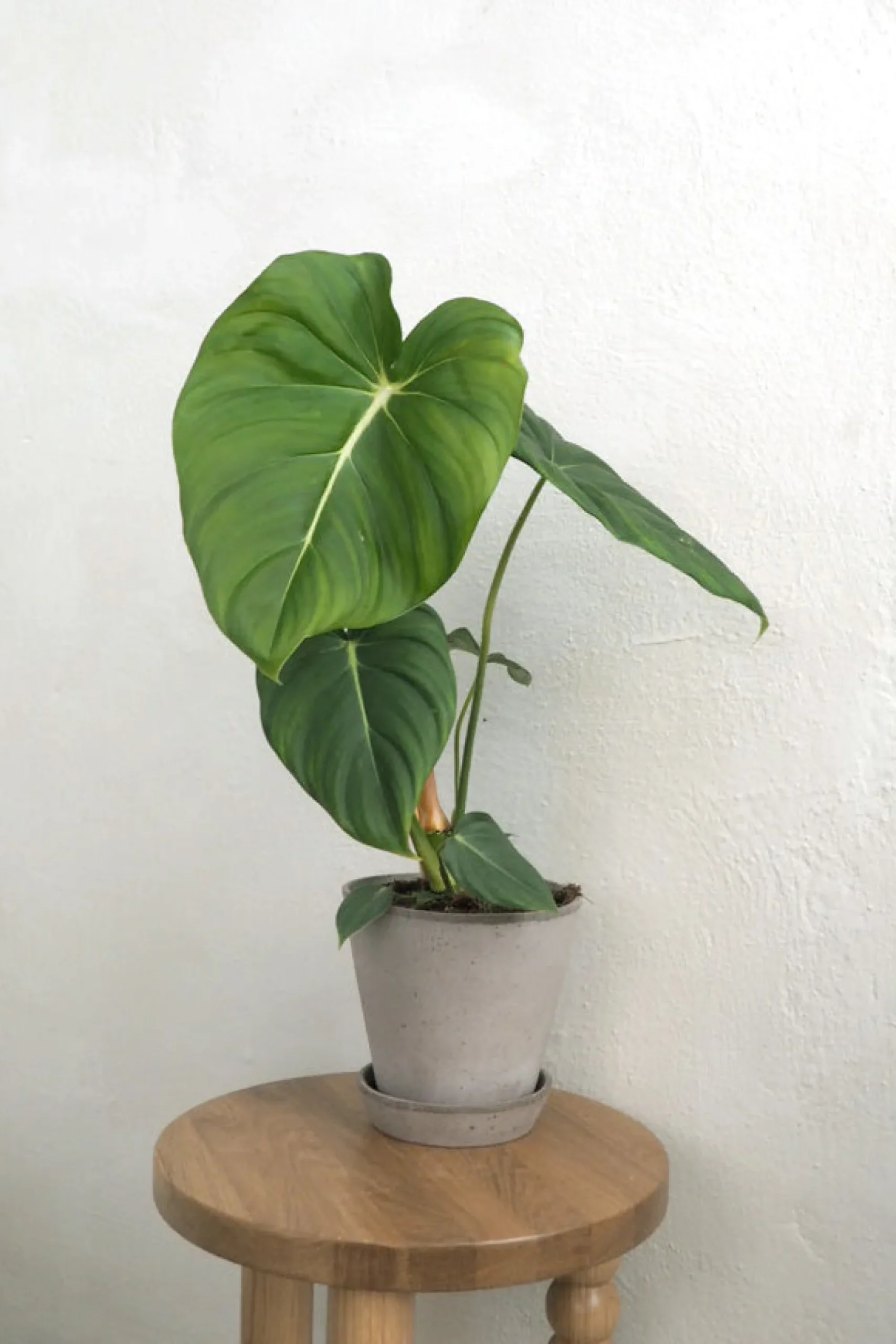 PLANT Philodendron Gloriosum Online