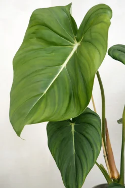 PLANT Philodendron Gloriosum Online
