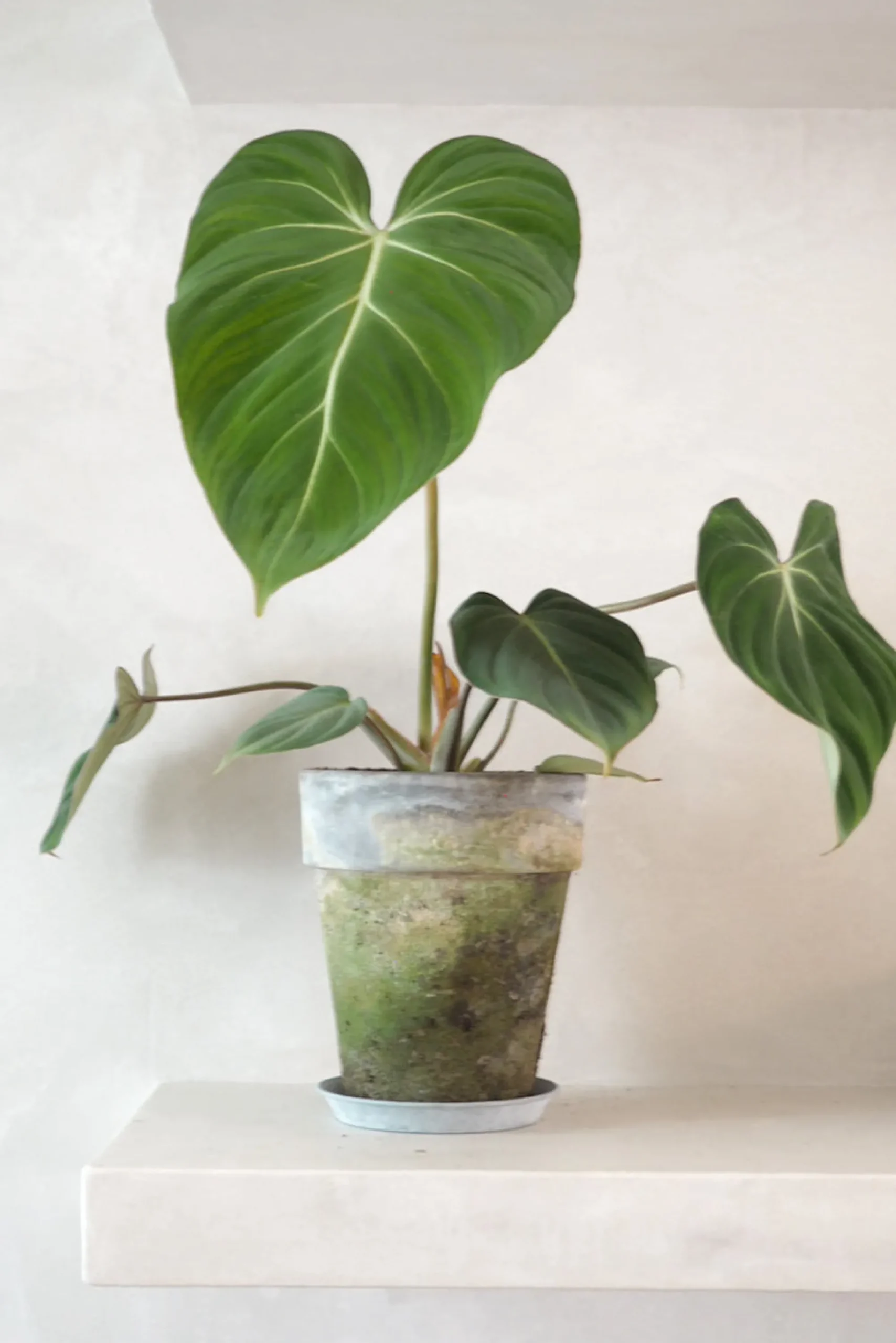 PLANT Philodendron Gloriosum Online