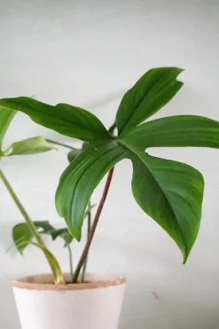 PLANT Philodendron Green Florida Discount